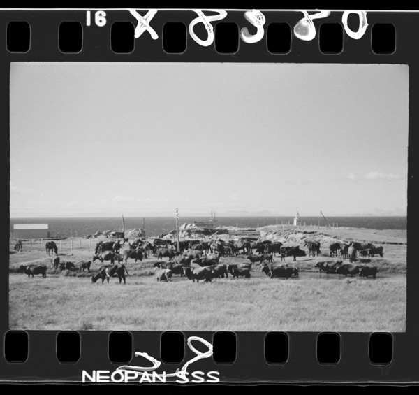 Shiriyasaki.sekkaisekinotsumidashiminatonochikakunihoubokunogyuubagamureru