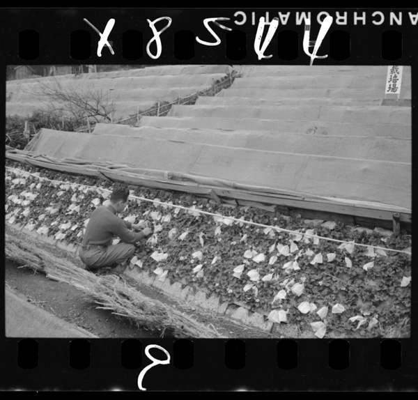 Ishigakiniyoruichigonosokuseisaibai kunouzan