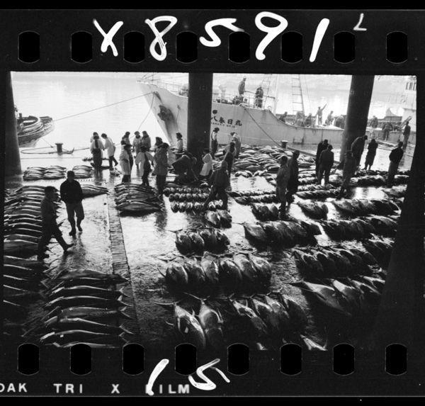 Maguronomizuage.yaizukou