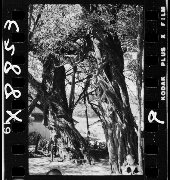野島神社の榕樹