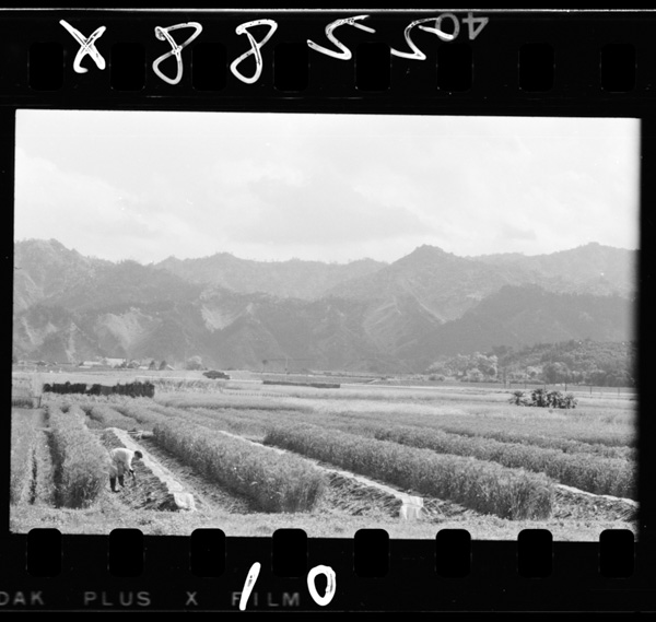 Kabocha,kyuurinosokuseisaibaigasakannamiyazakiheiyananbu