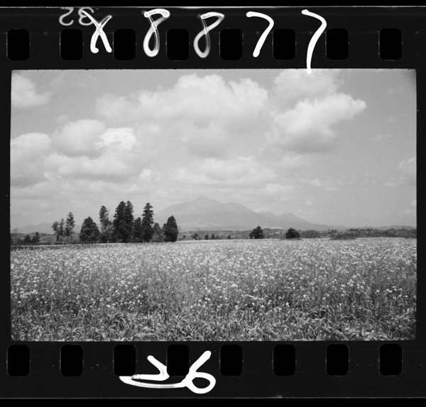 都城市北方.菜種畑の向うは高千穂峰