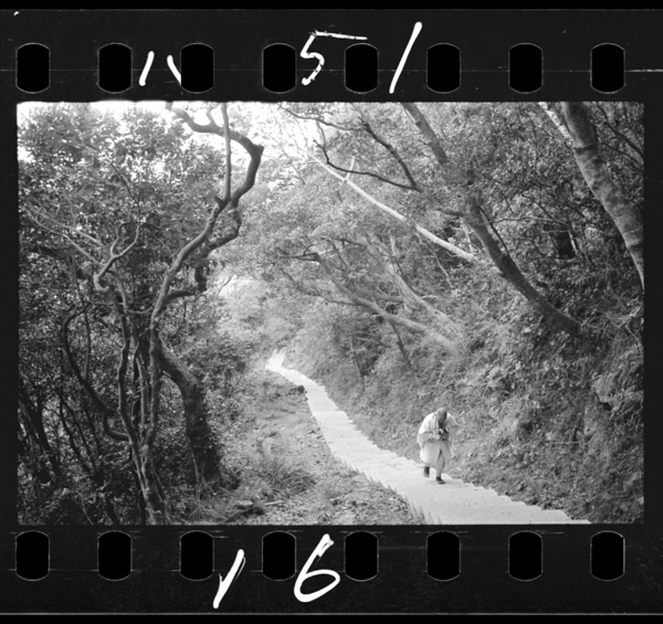 Anettaishokubutsugunnikakomaretahotsumisakijisandou