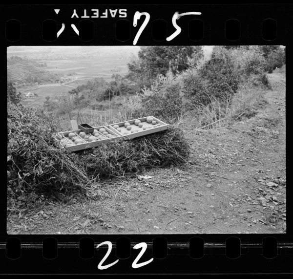 Mujinnobaiten.odaiwohakoniireteyuku