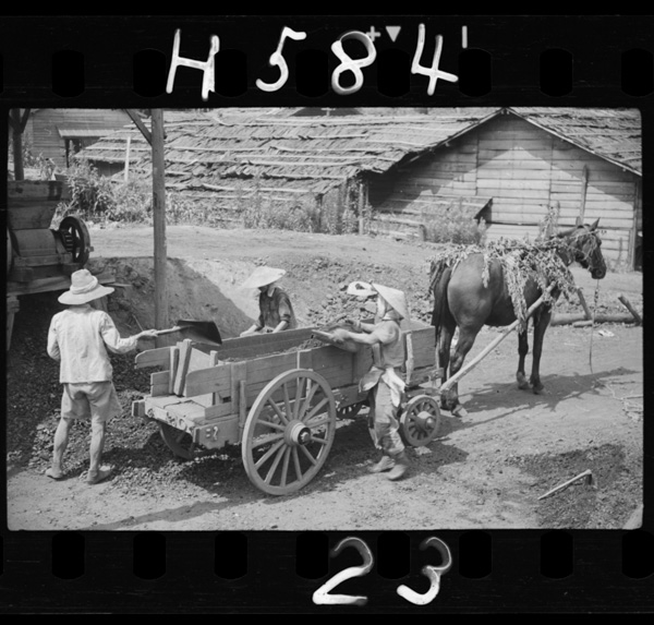 斤先堀りの馬車運搬