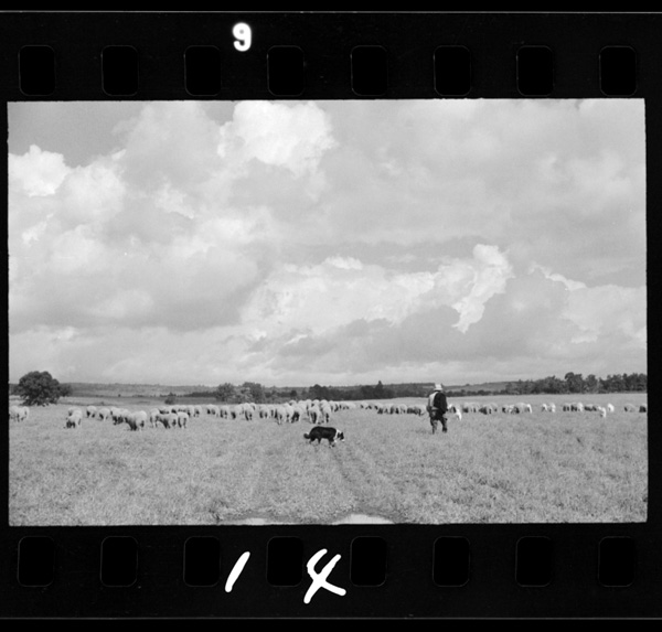 Takikawanihadouritsunotanehitsujijougaaru