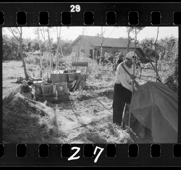 燕麦の脱穀をする人