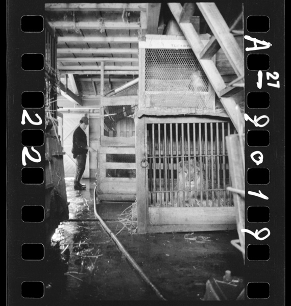 Doubutsuennofuyugomori