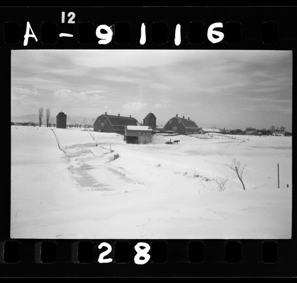 折屋根の巨大な畜舎.折屋根は降った雪が積らぬようにするため