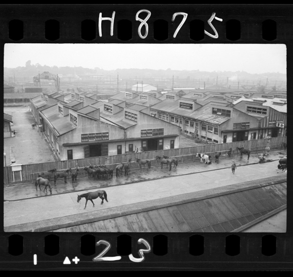 東京芝浦にある屠殺所