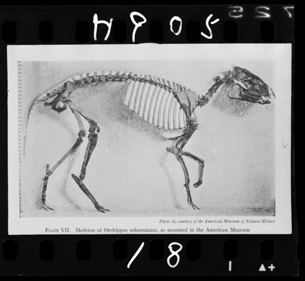 Umanoshinka orohippu