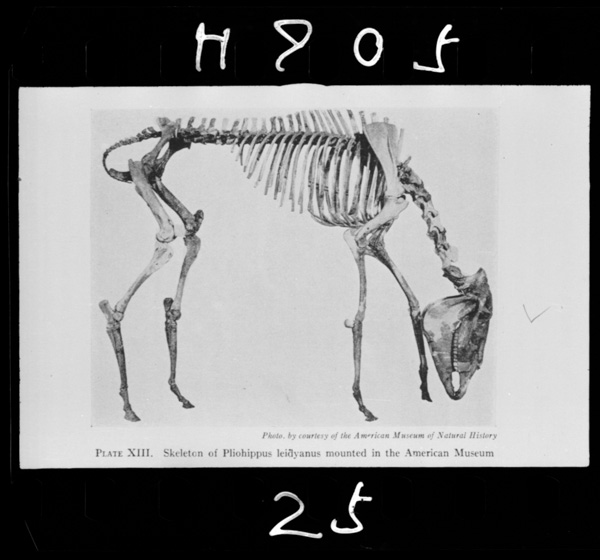 Umanoshinka puriohippusu