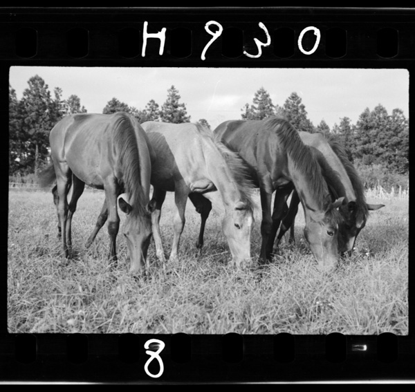 Sanrizuka(keishunoikuseichoukyou) goryoubokujou