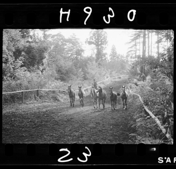 Sanrizuka(keishunoikuseichoukyou) koumawoatsumetekisokudattaundouwosase 3 6