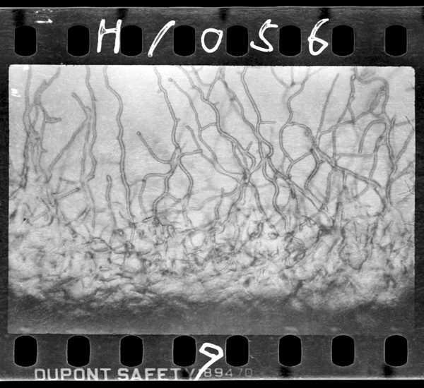 Kinshigadandanhirogatteyuku