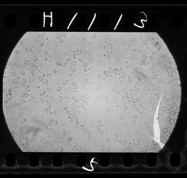 Sake arukōru guriserinnado,koubonohakkouseisanbutsuwotsukuruniha,sakkaromisesu 2toiukoubogariyousareru