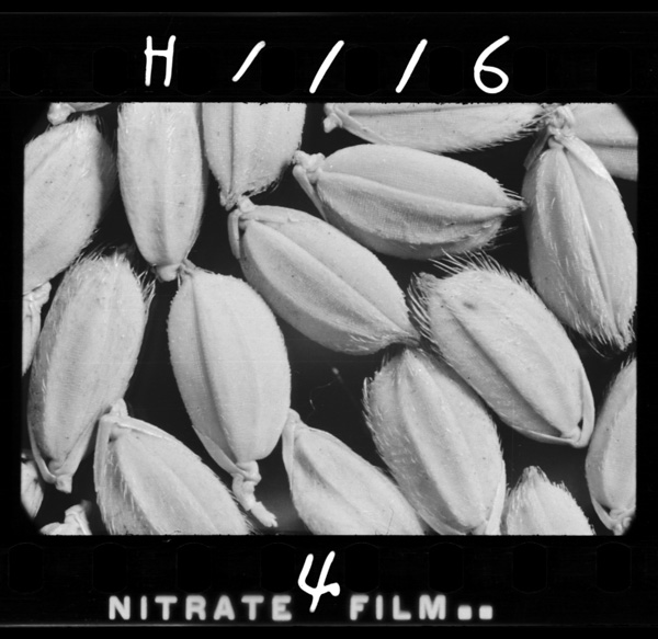 Nourin1gou(ēgata nihon)