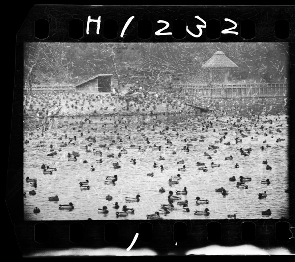 1 koshigayanokamobanitsudottakamonomurewooonozokikaranozoitaarisama.