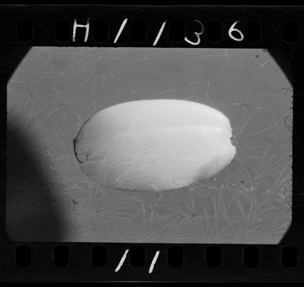 Hatsugachokuzennomominonakawokawawotottemitemiruto,konoyounihainobubungatokunifukurandeiru