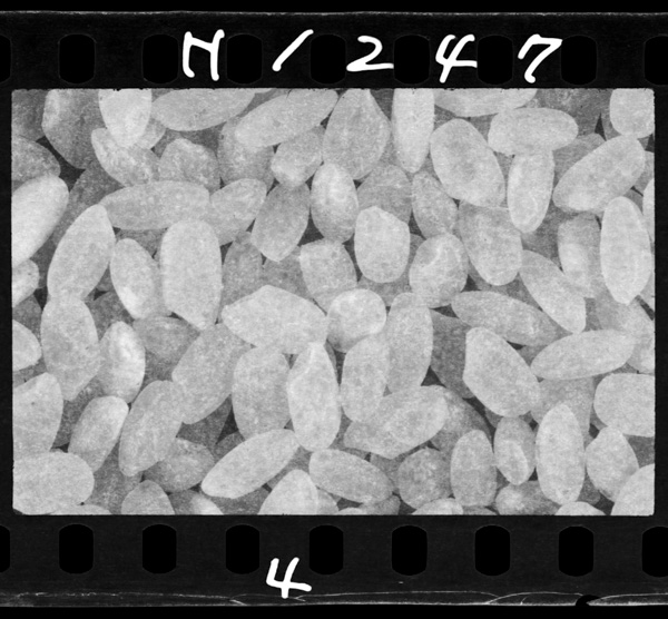 「岩波写真文庫 55 米」掲載 00069-09537-0004