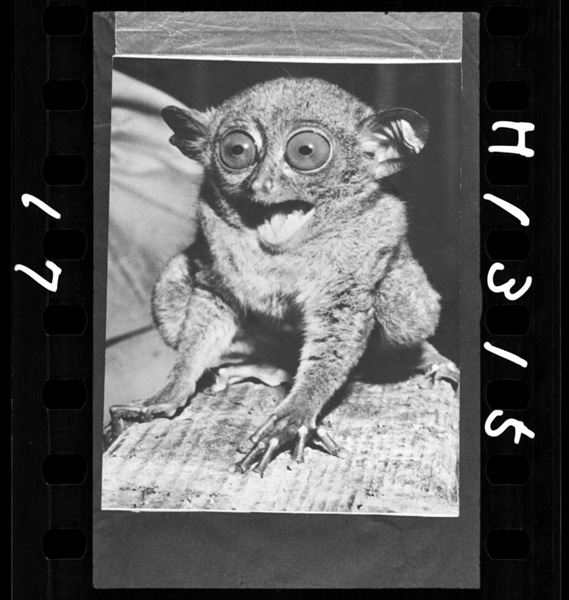 Meganezaruhataiheiyouseinannoshimajimanomoriniirugenshitekinasaruda