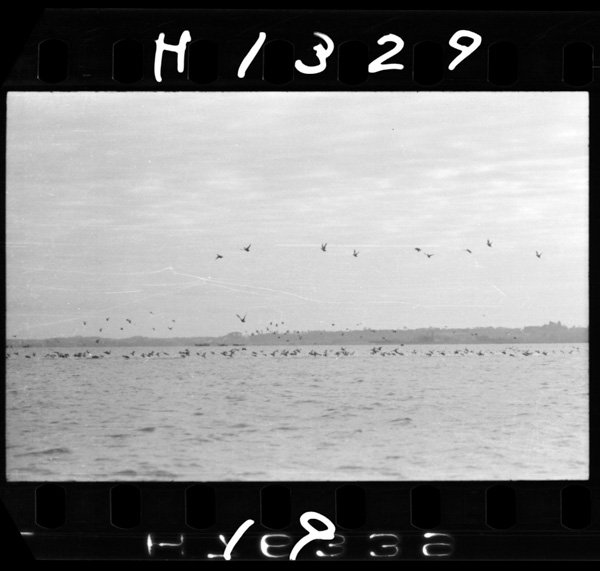 12gatsu,kamogakasumigauraniwatattekuru