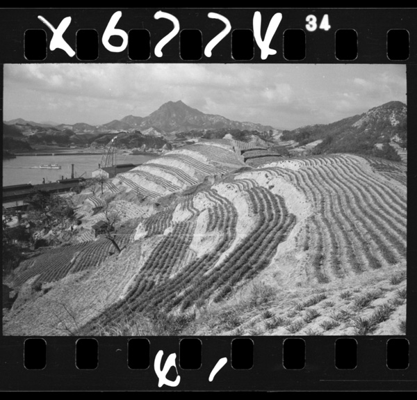 Shimanoitadakimadehirogarudandanbatakenokagenizousenjonokurēngamieru.innoshima