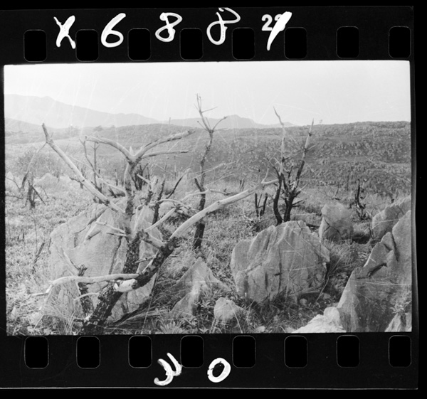 Soushunnihayamayakigaokonaware,shokurinchimadeyakerukotomoaru