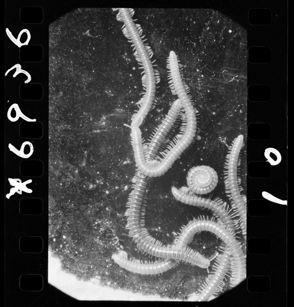 Nagatoryuugayasude 4.5bai