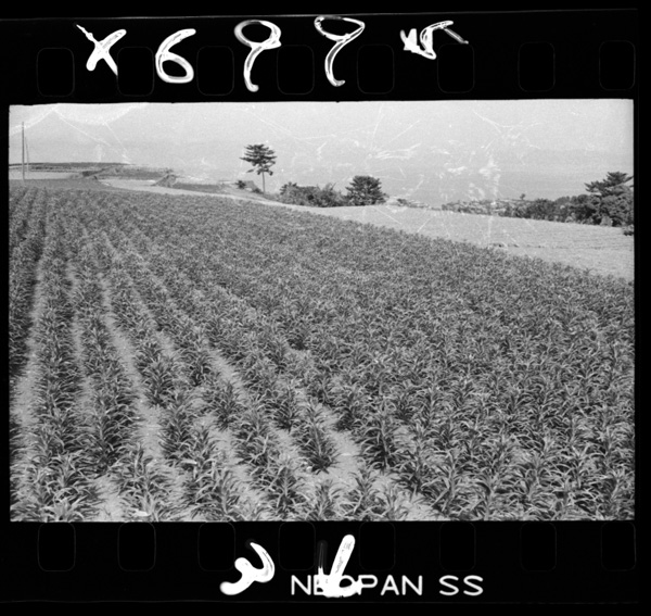 Suidenhasukunakukouchinotaihanhahatake(shimabara)