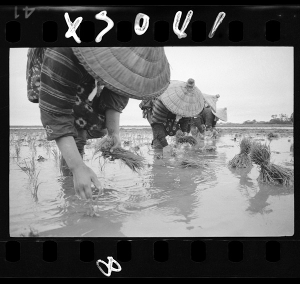 5gatsushojun,hayabamainotauegahajimaru