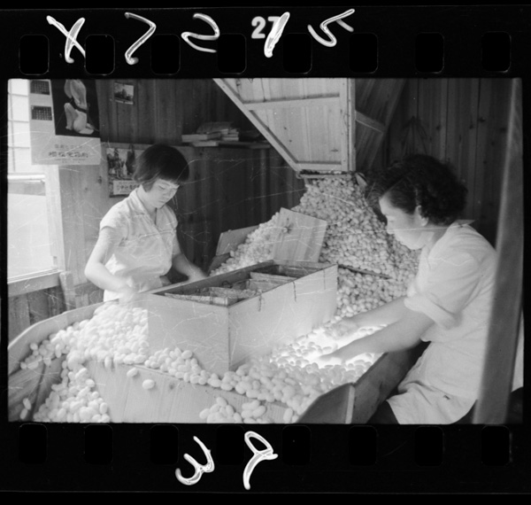 Mayunosenbetsu.koufushinoseishikoujou