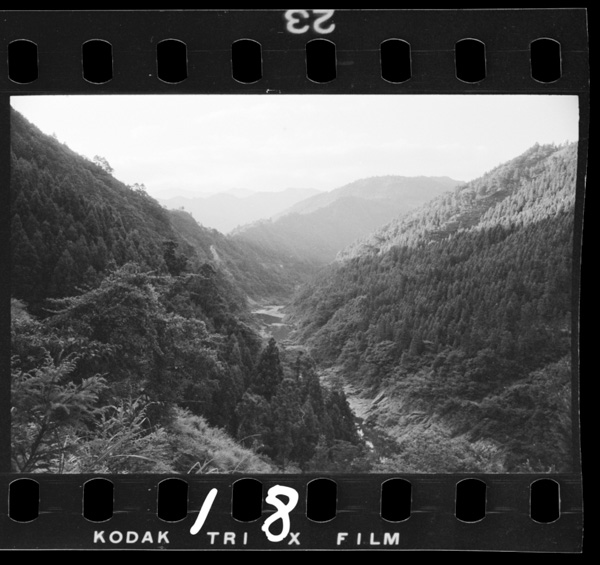 Nakagawajouryuuhakennoringyouchitai.suginobiringaooi