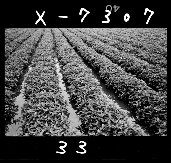 Ainohatake.saibaimensekihawazuka50choubu