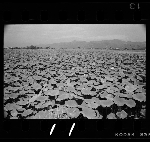 Karyuushitchitainohasuike