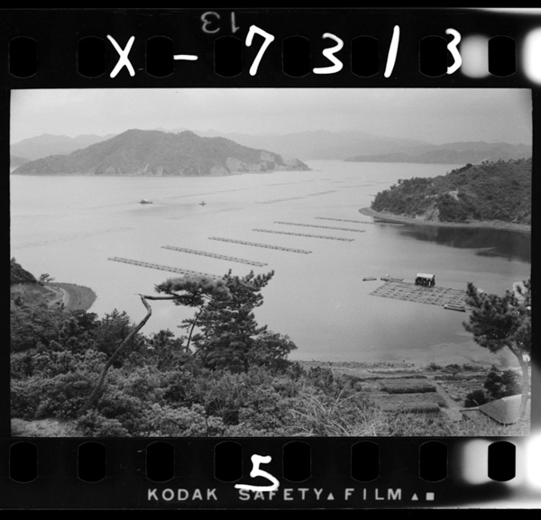 Naminoshizukanauchiuminihashinjuyoushokunoikadagaukabu