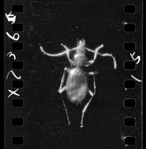 アキヨシメクラチビゴミムシ ×6