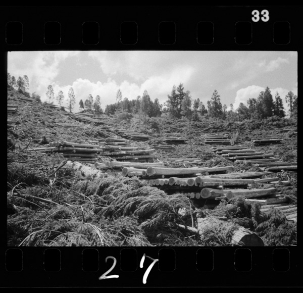 Bassaishitabashodeedawootoshikawawomuku.oguni