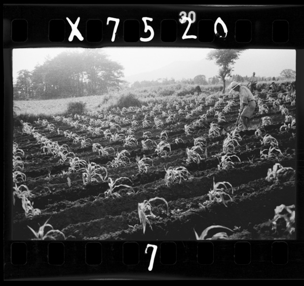 阿蘇山麓のトウモロコシ畑