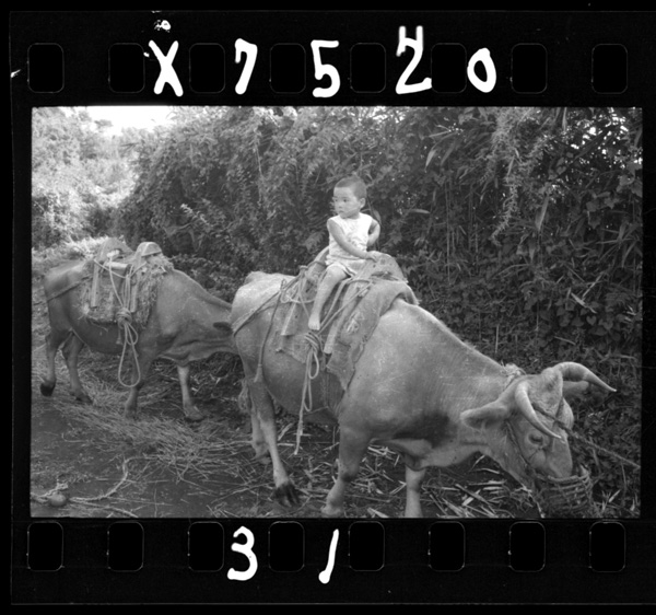 Konofukindehahougyuumosakan