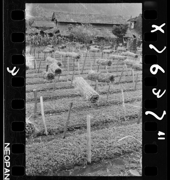 Shokurinyounonaebobatake.nanbu