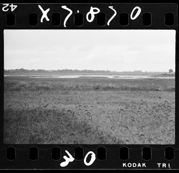 福島潟.干拓により年々狭くなっている