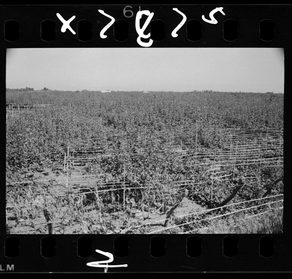 信濃川下流.西蒲原郡の梨畑