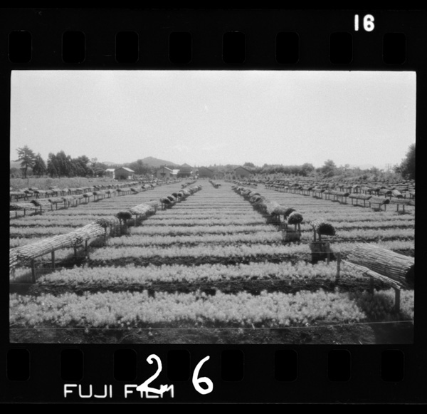 Eirinshonosuginobyouho.takanosumachi