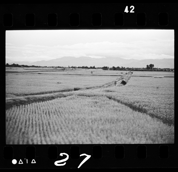 Senbokubonchi.yokotebonchitotomonisuitounotansakuchitai