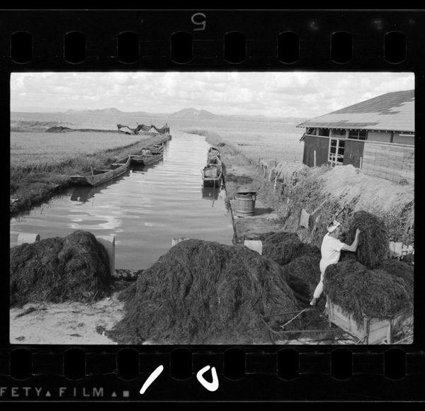 藻を集める人,潟の藻は肥料になる