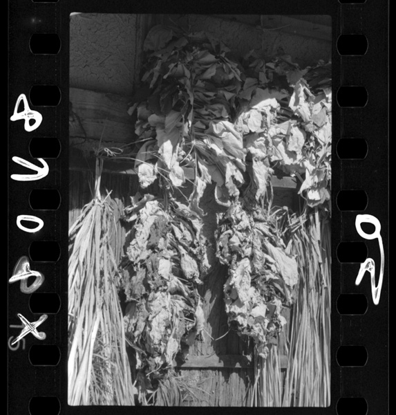 ヤマゴボウの葉