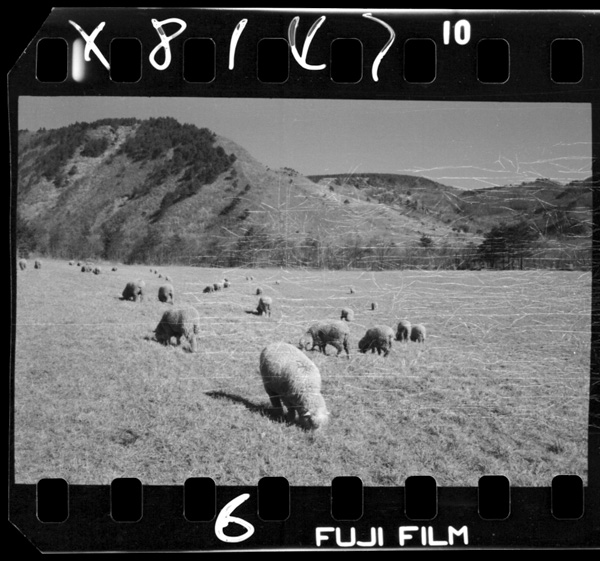 牧畜を加えた多角経営が東北の農業の課題.安達太良山麓の綿羊の放牧