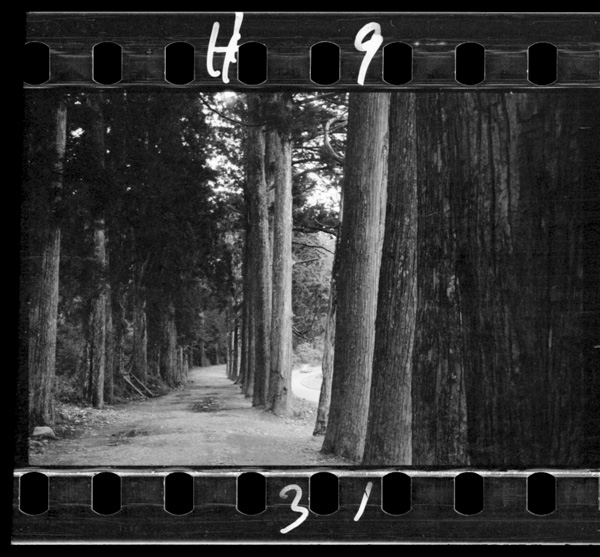 Konoyounasuginamikigayumotokaramotohakonemadeyaku1,100honatta