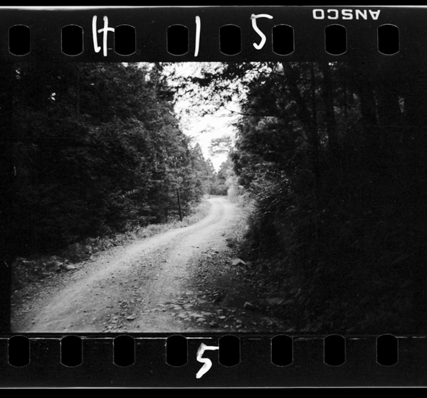 暗い木立の道をゆく。